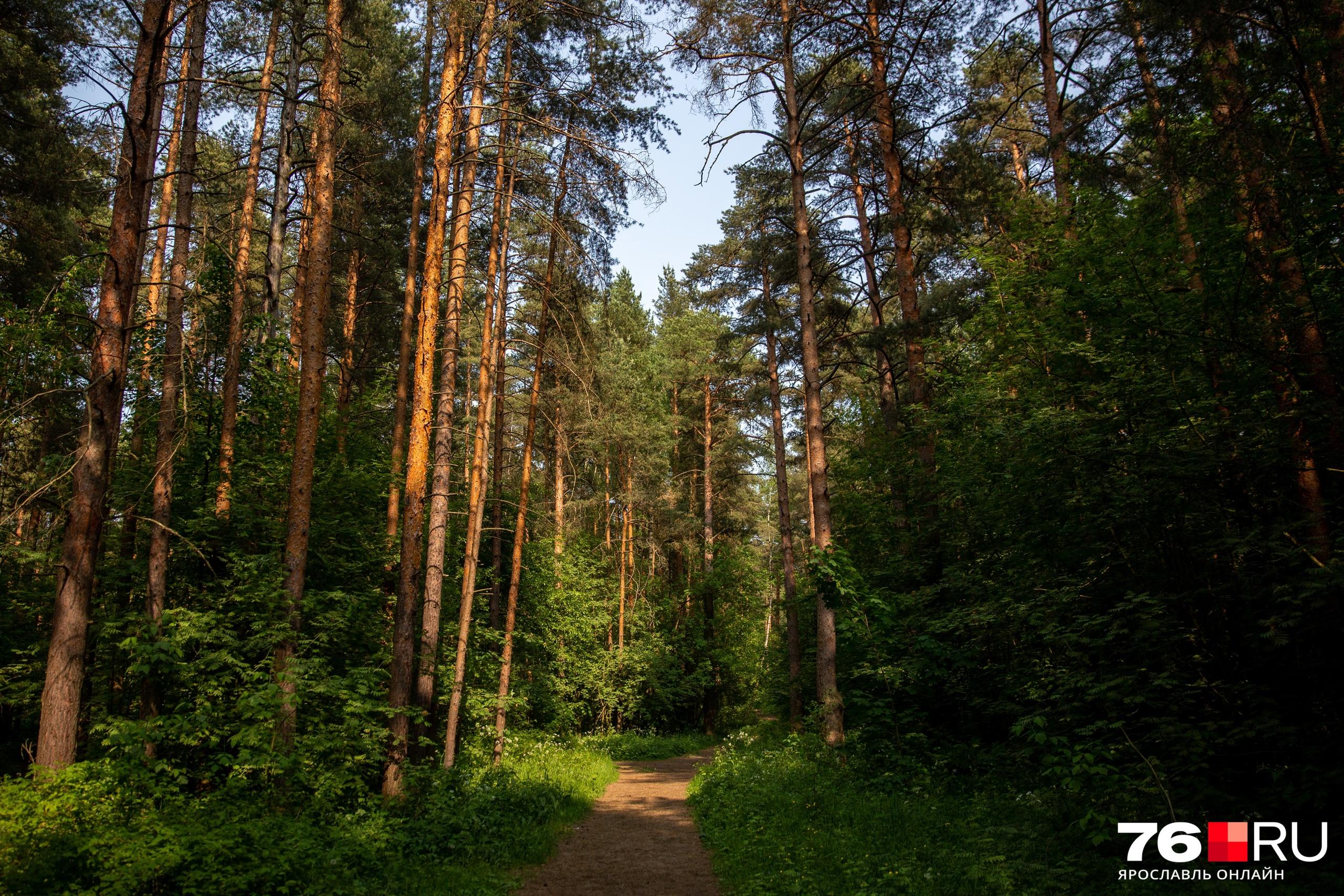 «Выльется свыше трети июньского объёма влаги»: какой погоды ждать в Центральной России
