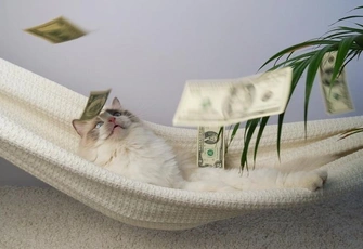 «Денег куры не клюют»: почему изобилие порой кажется небезопасным