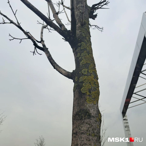 Источник: Арина Майорова / MSK1.RU