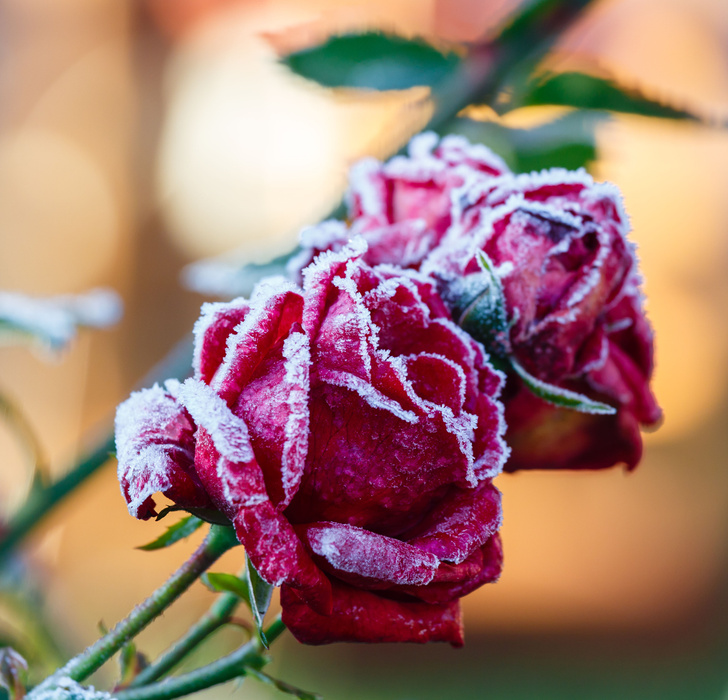 Как подготовить розы к зиме: пошаговая инструкция