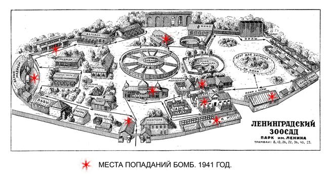 Источник: Архив Ленинградского зоопарка