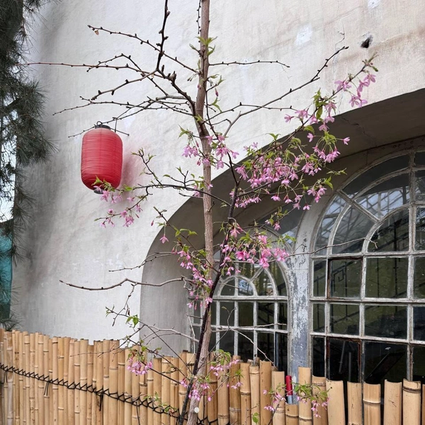 Источник: Ботанический сад Петра Великого. Санкт-Петербург / Телеграм