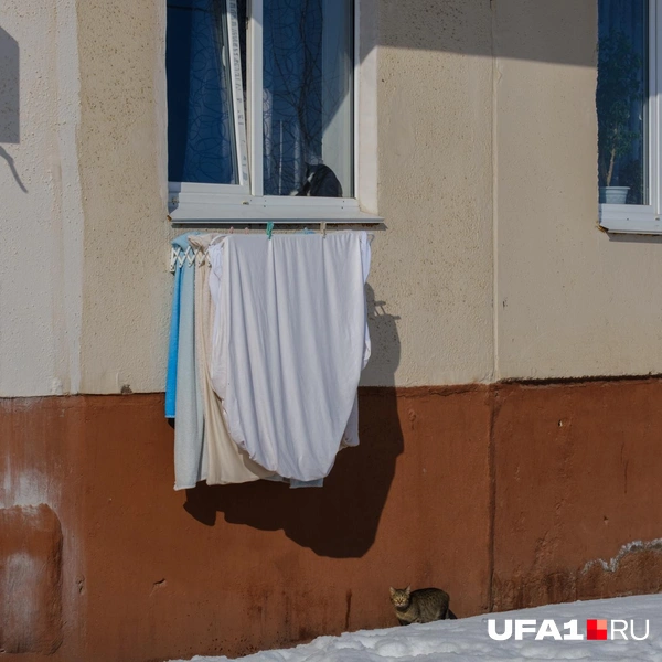 Найдите двух котов | Источник: Булат Салихов / UFA1.RU