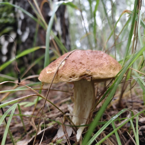 Источник: Елена Викторовна / «Грибы и грибники Екатеринбурга и Свердловской области» / Vk.com