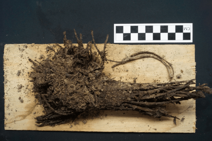 Археологи нашли букет, которому почти 2000 лет