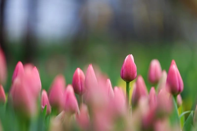 Где в Омске купить тюльпаны по низким ценам к празднику