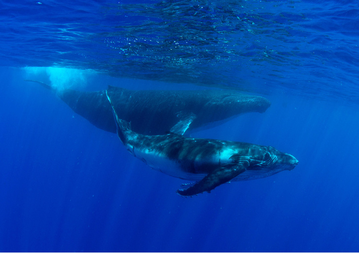 Поющие тихоходы: тайная жизнь горбатых китов