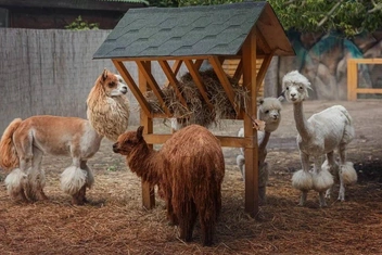 Мультфильмы, альпаки и баня: куда сходить в последнюю неделю октября