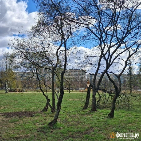 В парке есть поврежденные деревья — вероятно, дело в сильном ветре накануне | Источник: Анна Мотовилова / «Фонтанка.ру»