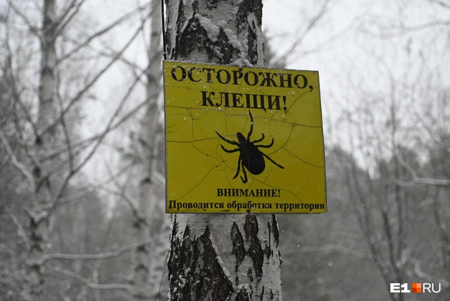 Зато в такую погоду можно не бояться клещей | Источник: Дмитрий Емельянов / E1.RU