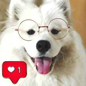 Инстаграм (запрещенная в России экстремистская организация) дня: собака-облачко, которая покорит твое сердце