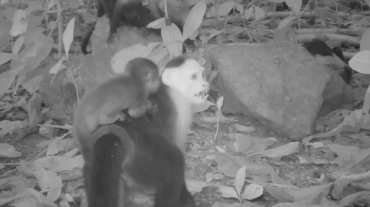 Источник: Brendan Barrett / Max Planck Institute of Animal Behavior
