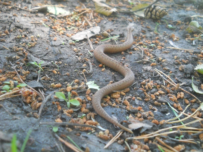 Источник: Аркадий Репанов