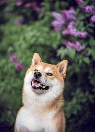 «Японка с высокой самооценкой»: чем привлекает порода собак сиба-ину