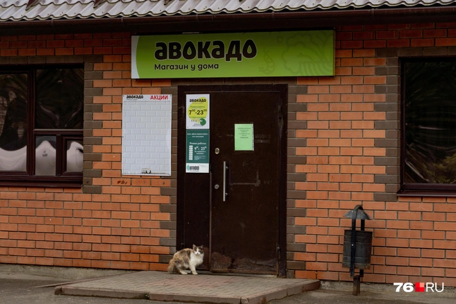 Пушистик ждет, когда ему купят чего-то вкусного | Источник: Кирилл Поверинов / 76.RU