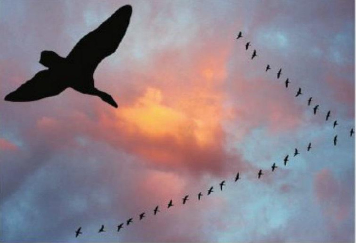 Разбор полетов: какие рекорды ставят птицы в воздухе