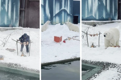 Polar Bears Seriku and Milka Mark 13th Birthday with Festive Feast