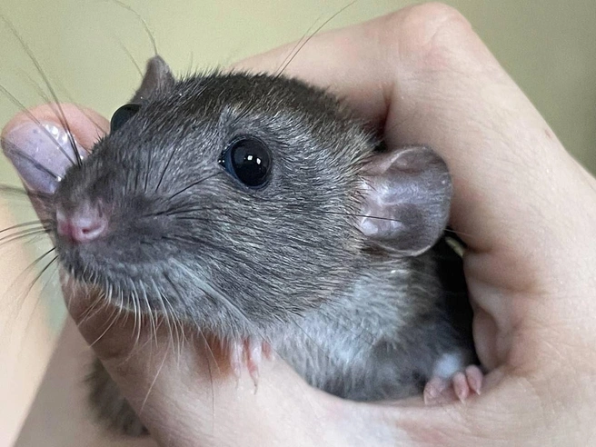 Сыром не поделитесь? | Источник: читатель 63.RU