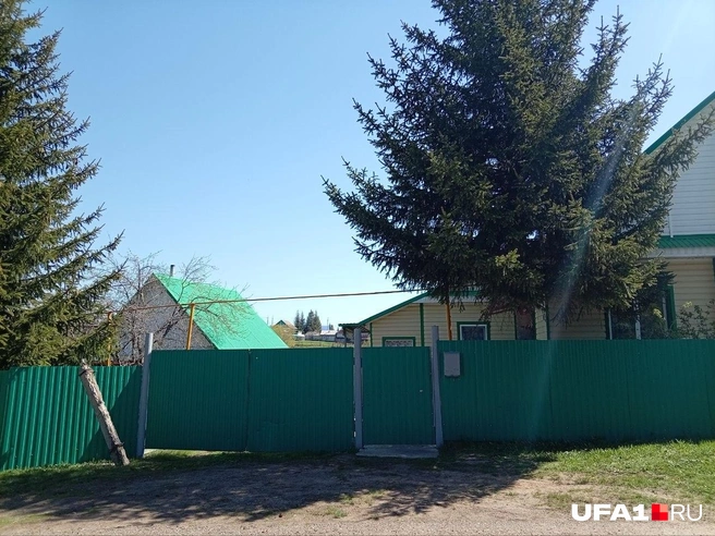 Ель | Источник: Ирина Sadi