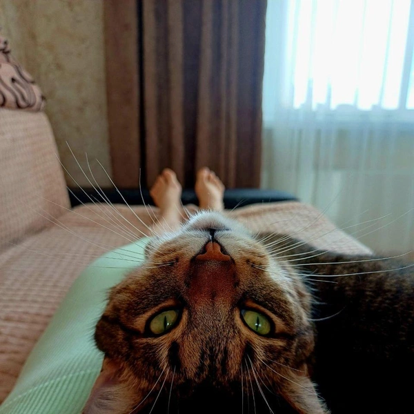 Коточел | Источник: читатель NN.RU