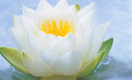 Для акции помощи больным детям «Белый цветок» нужны волонтеры