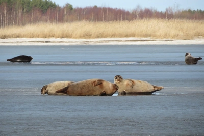 Большая группа нерп замечена под Северодвинском