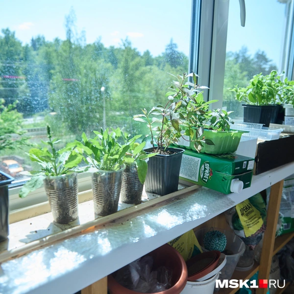 Источник: Дмитрий Толстошеев / MSK1.RU
