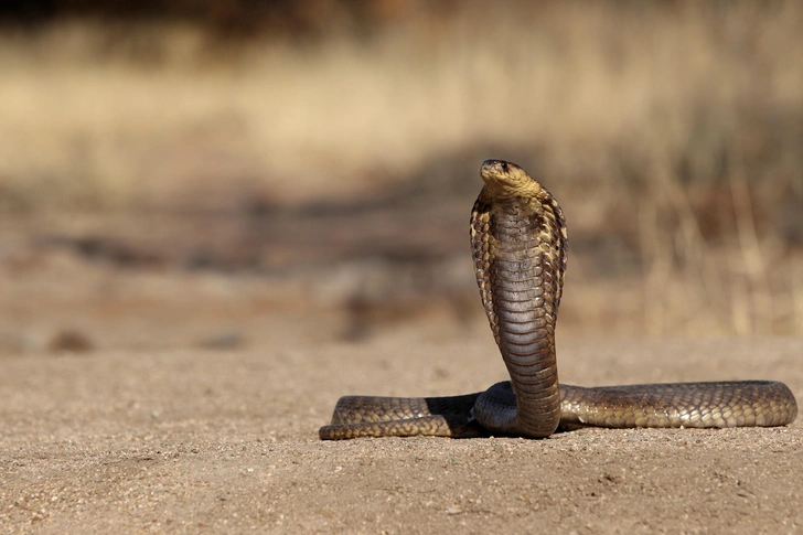 Возможность создания такого противоядия долгое время вызывала сомнения  | Источник: Dennis W Donohue/Shutterstock/Fotodom.ru