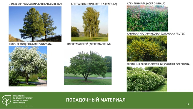 На улице появятся новые растения | Источник: Управление по благоустройству общественных пространств