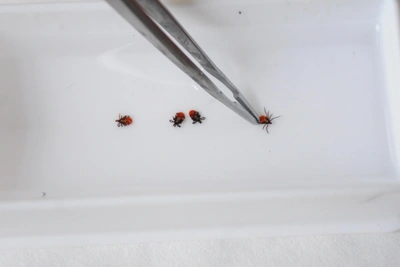 Клещи атакуют красноярцев: уже 31 пострадавший