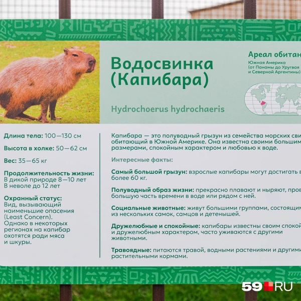 Капибары могут вырастать до 60 килограммов!  | Источник: Тимофей Калмаков / 59.RU 