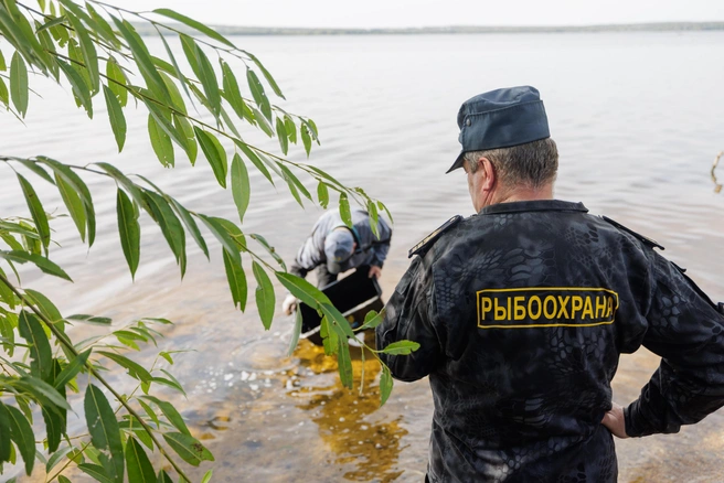Сазан будет естественным биофильтром в водоеме | Источник: Валерий Звонарев