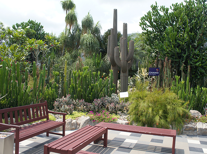 Не выходя из аэропорта: 5 ботанических садов в Чанги (Сингапур)