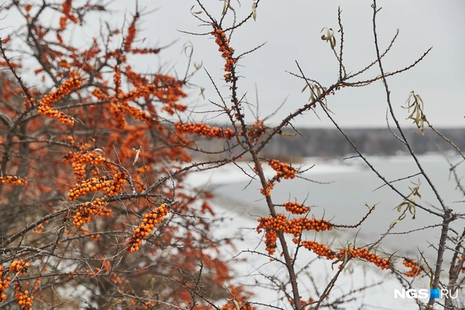 В ближайшие дни в регионе будет холодать | Источник: Александр Ощепков / NGS.RU