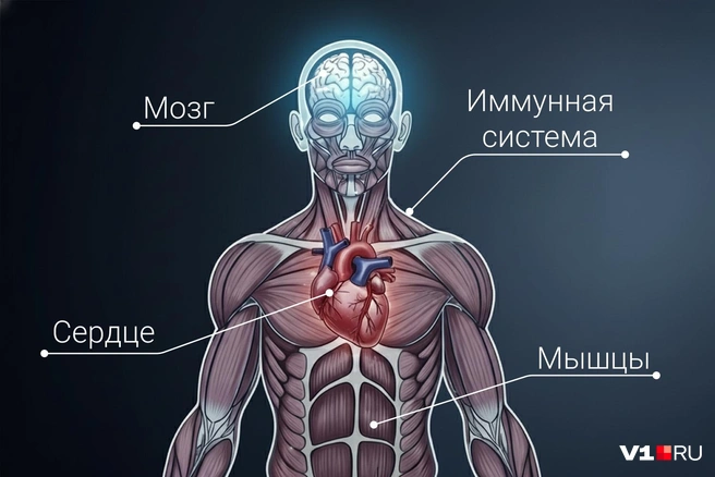 Магний оказывает положительное влияние на разные системы человека | Источник: Мария Романова / V1.RU