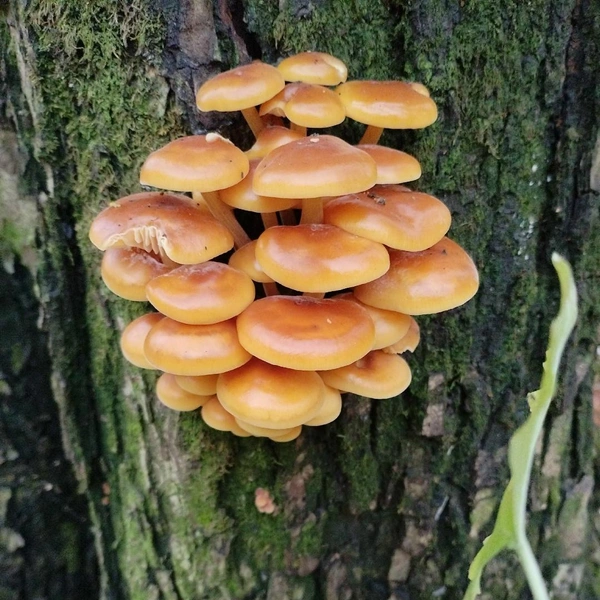 Источник: Иришка Маралова / Грибы в Подмосковье 2025 / VK.com