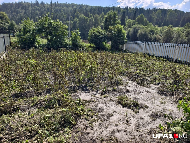Утонувшие посевы | Источник: Булат Салихов / UFA1.RU
