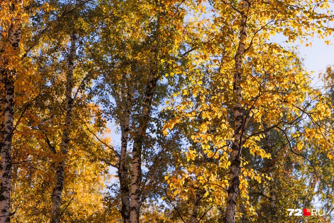 Источник: Ирина Шарова / 72.RU