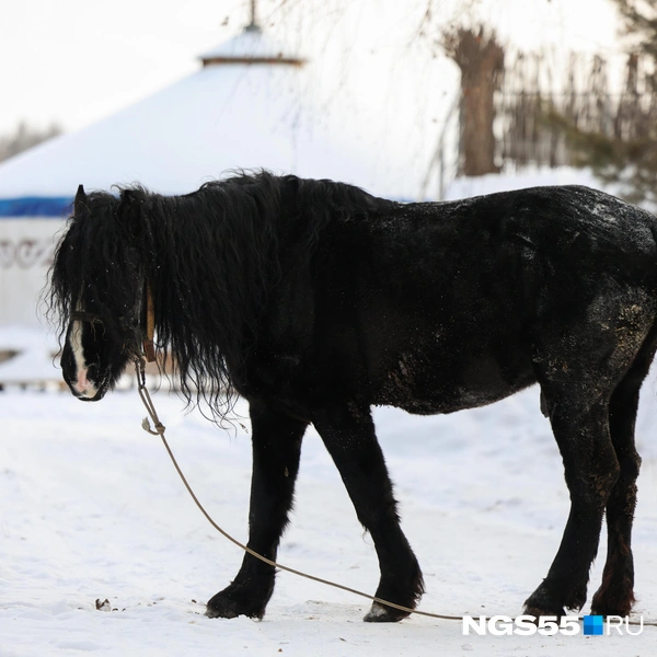 Главное — красиво позировать | Источник: Евгений Софийчук / NGS55.RU