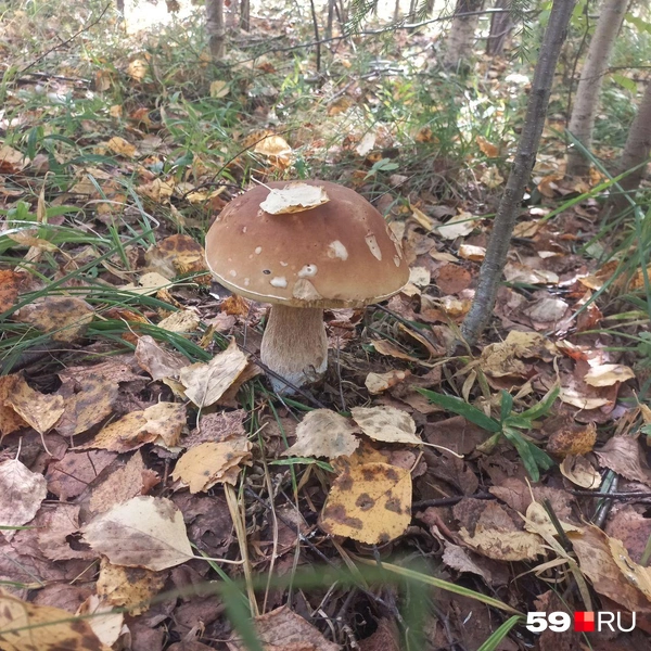 Белый с листиком — классика жанра | Источник: Лена, читатель 59.RU