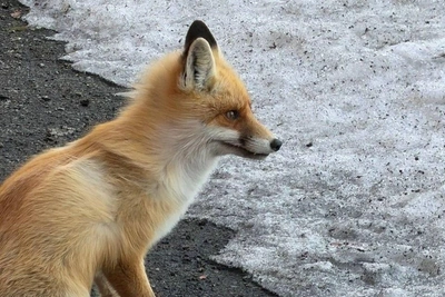 Лиса замечена у подъезда на Левобережье в Омске