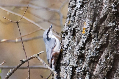 Проворный поползень сфотографирован под Волгоградом