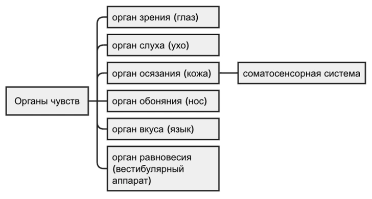 Седьмое чувство: как мы на самом деле воспринимаем, что происходит снаружи и внутри нас