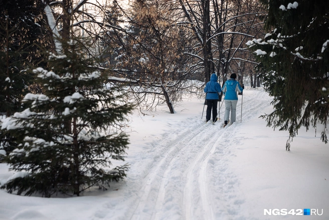 Лыжню часто прокладывают через живописные участки посреди леса | Источник: Максим Серков / NGS42.RU