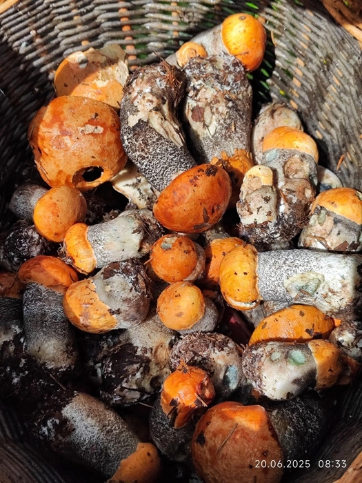 «Я орала так, что если и были животные, то разбежались». Грибники делятся новостью из леса | Источник: Наталья Пудовкина / Грибы и Грибники СПб