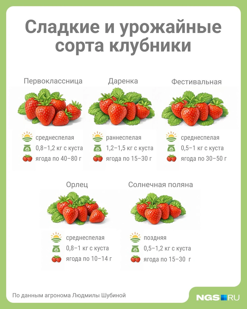 С этими сортами вас ждет богатый и ароматный урожай | Источник: Юрий Орлов / Городские медиа