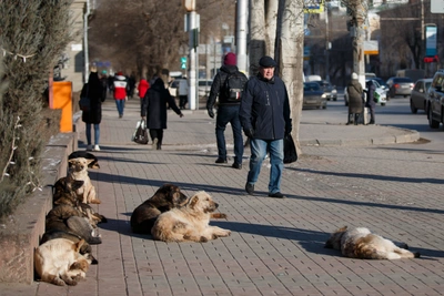 Критика властей Волгограда за борьбу с бродячими собаками