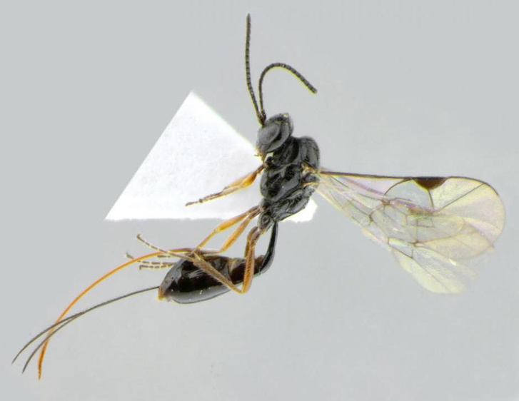 Новый вид насекомых назвали в честь COVID-19