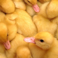 Аватарка Ямщик