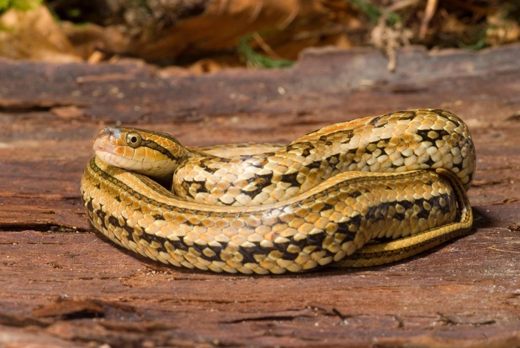 Красноспинный полоз (Oocatochus rufodorsatus). Небольшая змея длиной до 80 см. Спина окрашена в серовато-бурые, оливковые или коричневатые тона, вдоль хребта проходит хорошо заметная рыжевато-красная полоса, а по бокам часто расположены мелкие темные пятна. Предпочитает поймы рек, заболоченные луга, рисовые поля, берега озер и прудов. Красноспинный полоз хорошо плавает и охотится на лягушек, головастиков и мелкую рыбу. Встречается в Приморском и Хабаровском краях, а также в Еврейской автономной области. | Источник: blickwinkel via Legion Media